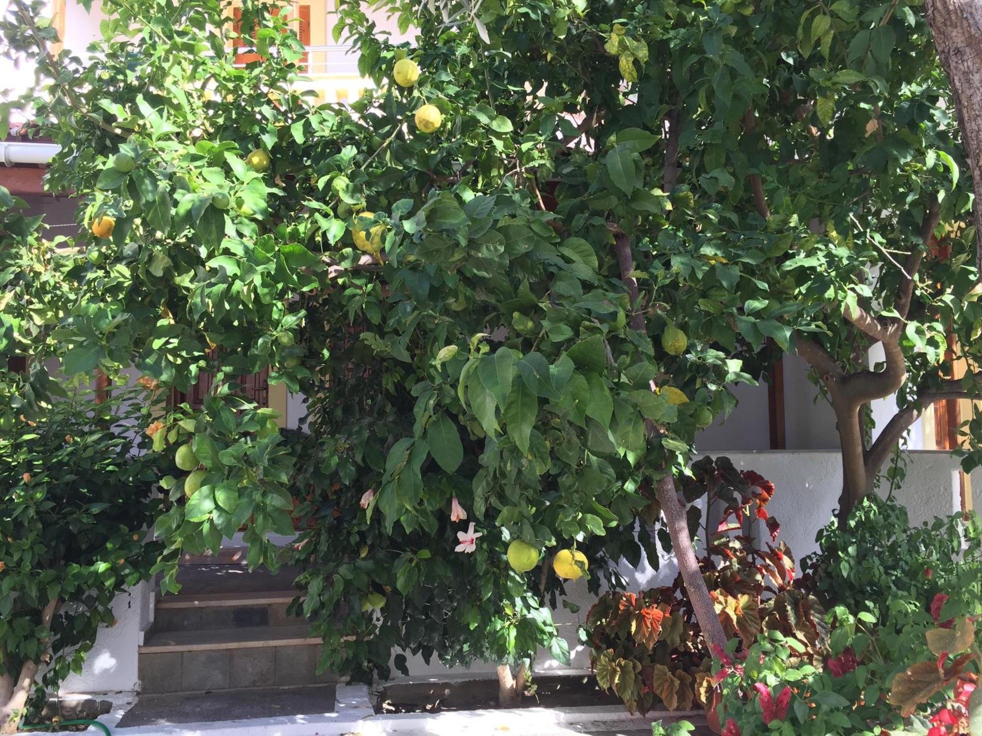 Apartment Livanina