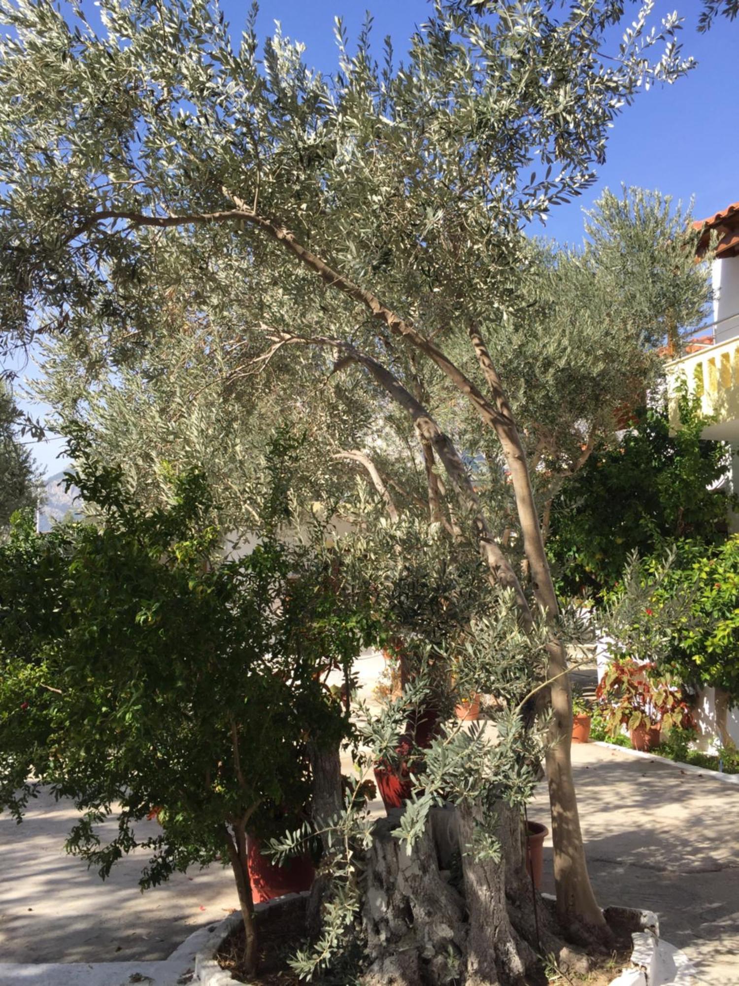 Livanina Apartment Kampos Marathokampou